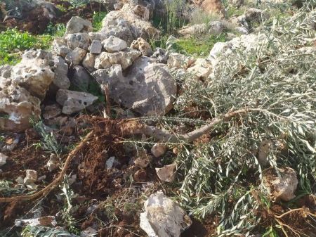 Settlers uproot 13 olive trees in West Bank village